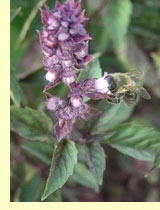  ,  ,  ,  ,  (Ocimum basilicum)